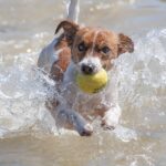 How To Keep Jack Russell Busy