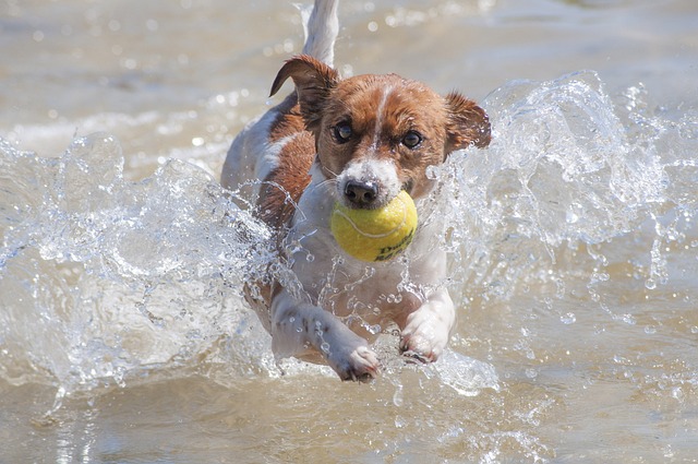 How To Keep Jack Russell Busy A Jack Russell's Guide To Staying Active And Engaged