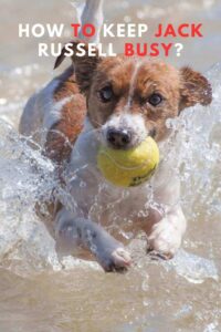 How To Keep Jack Russell Busy? A Jack Russell's Guide To Staying Active And Engaged