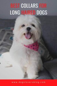 5 Best Collars For Long Haired Dogs