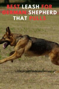 5 Best Leash For German Shepherd That Pulls