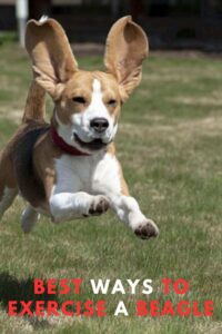 Best Ways to Exercise a Beagle A Step-by-Step Guide to a Happy Dog