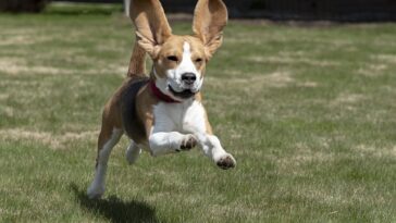 Best ways to exercise a Beagle