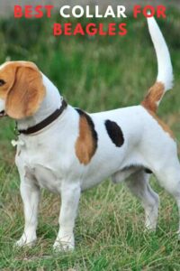 5 Best Collar For Beagles
