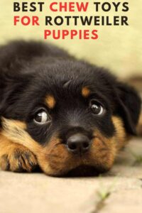 5 best chew toys for rottweiler puppies