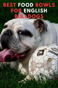 5 best food bowls for english bulldogs