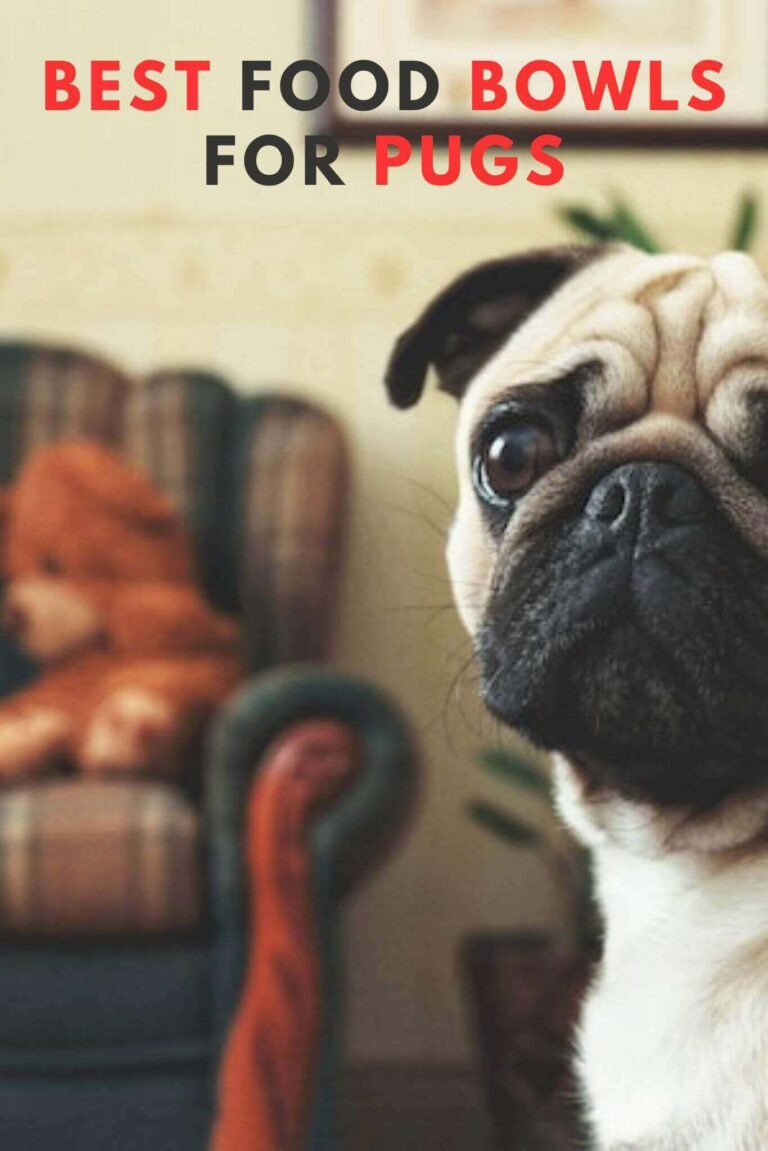 5 Best Food Bowls For Pugs in 2024 ( Feed Your Pug In Style )