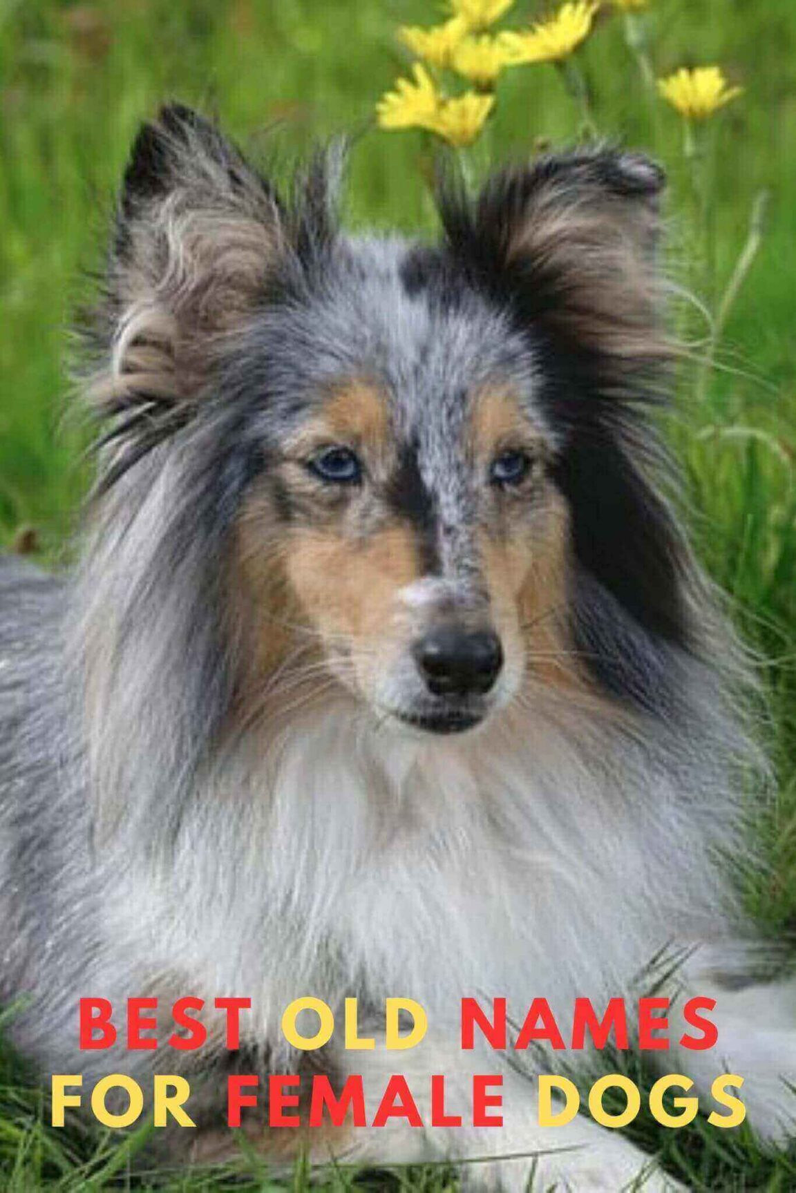 +50 Best Old Names For Female Dogs A Guide to Old Lady Names for Dogs