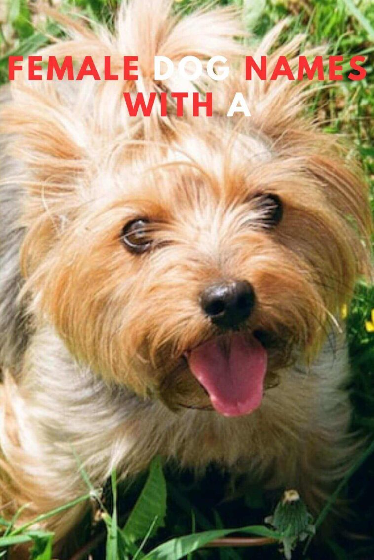 +20 Best Female Dog Names With A Stunning Female Dog Names to Consider with A