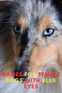 Best Names For Female Dogs With Blue Eyes