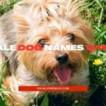 Female Dog Names With A