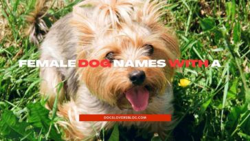 Female Dog Names With A