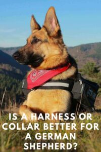 Is A Harness Or Collar Better For A German Shepherd? Which Is The Best Option?