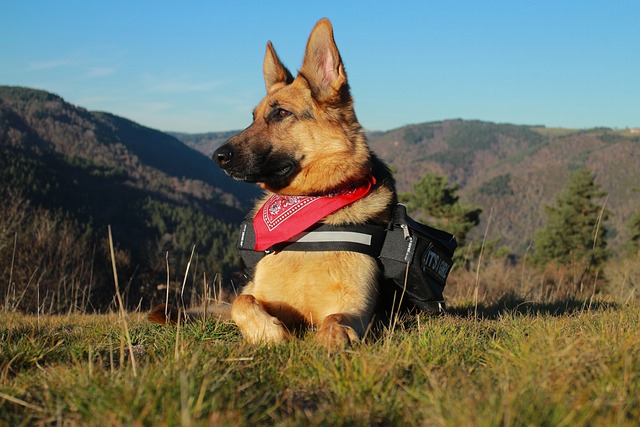 Is A Harness Or Collar Better For A German Shepherd