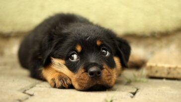 best chew toys for rottweiler puppies