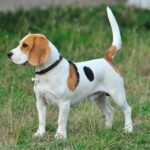 best collar for beagles