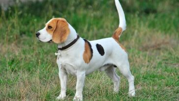 best collar for beagles
