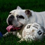 best food bowls for english bulldogs