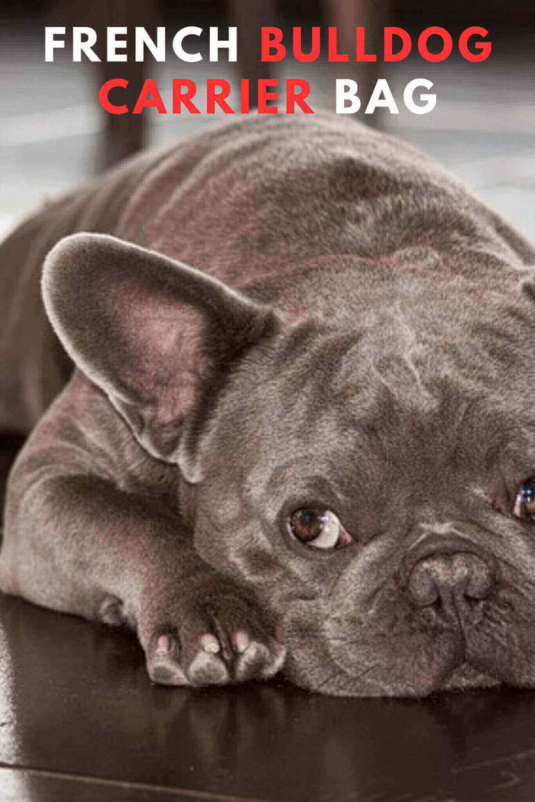 The 5 Best French Bulldog Carrier Bag in 2024 Ultimate Comfort on the Go