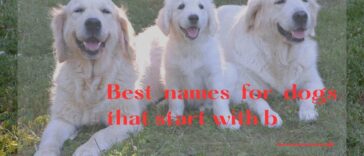 names for dogs that start with b