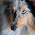 names for female dogs with blue eyes