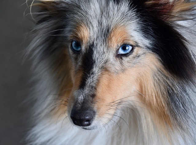 names for female dogs with blue eyes