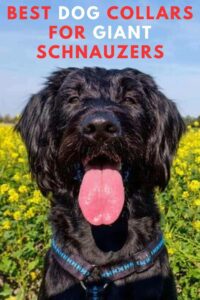 5 Best Dog Collars for Giant Schnauzers