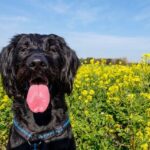 Best Dog Collars for Giant Schnauzers