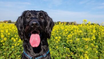 Best Dog Collars for Giant Schnauzers