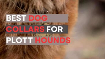 Best Dog Collars for Plott Hounds