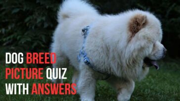 Dog Breed Picture Quiz With Answers