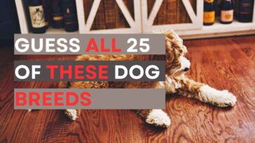 Guess All 25 of These Dog Breeds