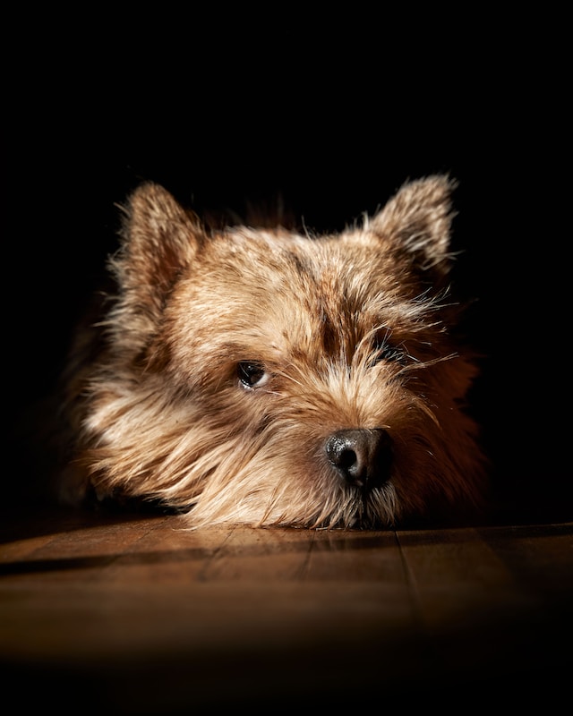 Best Dog Collars for Norwich Terriers