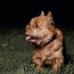 Best Dog Toys for Norwich Terriers