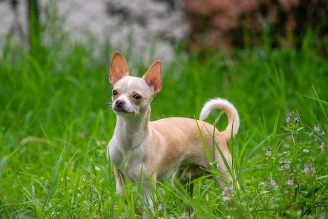 Chihuahua Quiz