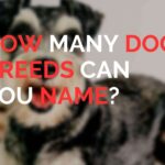 How Many Dog Breeds Can You Name
