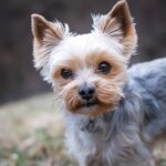 What are the Best Toys for Terrier Dogs