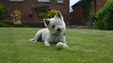 Best Dog Collars for Cairn Terriers