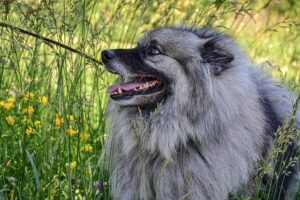 Training your Keeshond to wear a harness