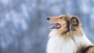 What Type of Collar is Best for a Rough Collie