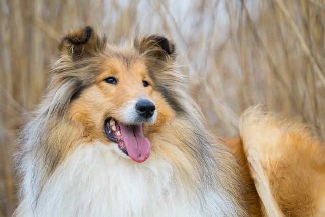 What Type of Collar is Best for a Rough Collie Finding the Perfect Fit