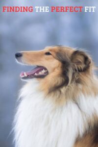 What Type of Collar is Best for a Rough Collie Finding the Perfect Fit