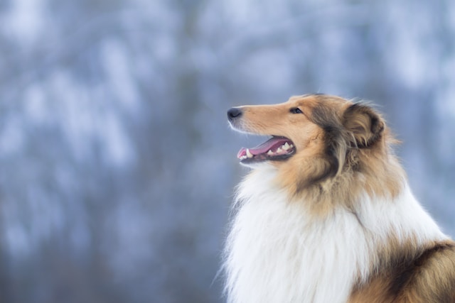 What Type of Collar is Best for a Rough Collie