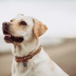 What is the most comfortable material for a dog collar