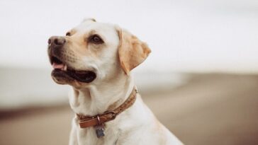 What is the most comfortable material for a dog collar