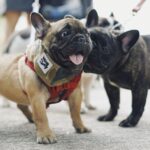What type of collar is best for a French bulldog