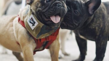 What type of collar is best for a French bulldog