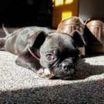 Best Dog Beds for Boston Terriers