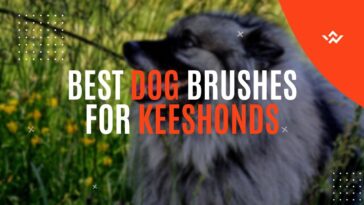 Best Dog Brushes for Keeshonds