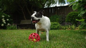 best dog toys for boston terriers